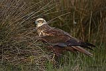 Saz delicesi / Circus aeruginosus / Western marsh-harrier 